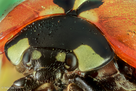 Kop van Lieveheersbeesje