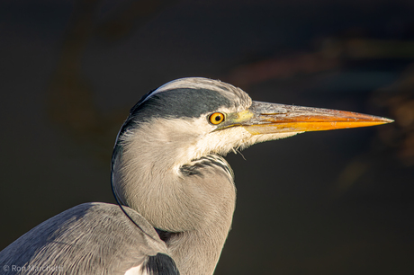 Closeup reiger