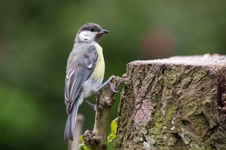 Vogels in de tuin