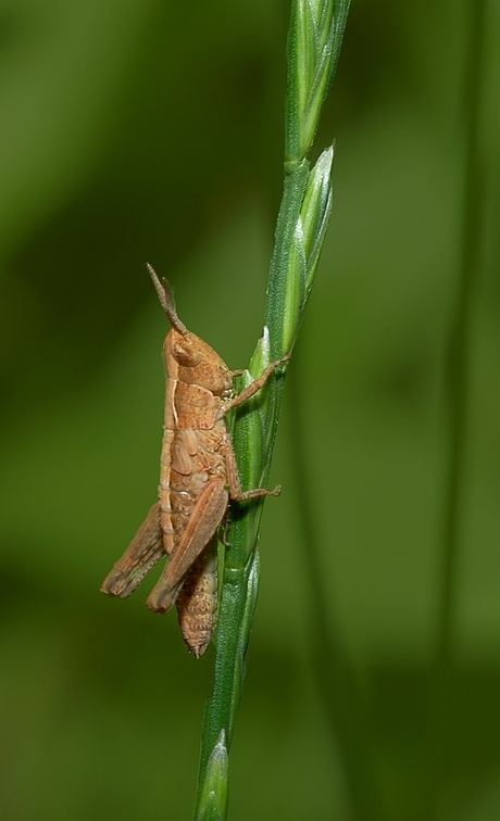 spingkhaan op grasspriet