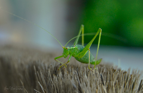 Struiksprinkhaan.