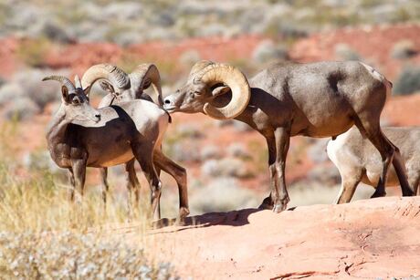 Big horn sheep (2), Valley of Fire State park , Nevada, USA