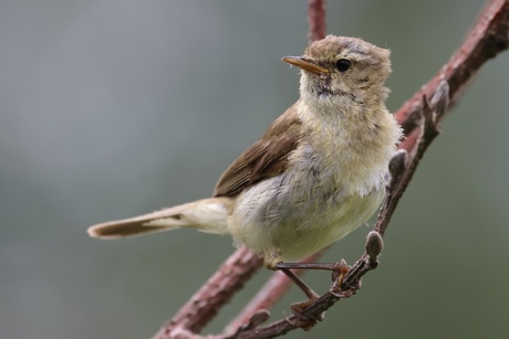 Kleine spotvogel.