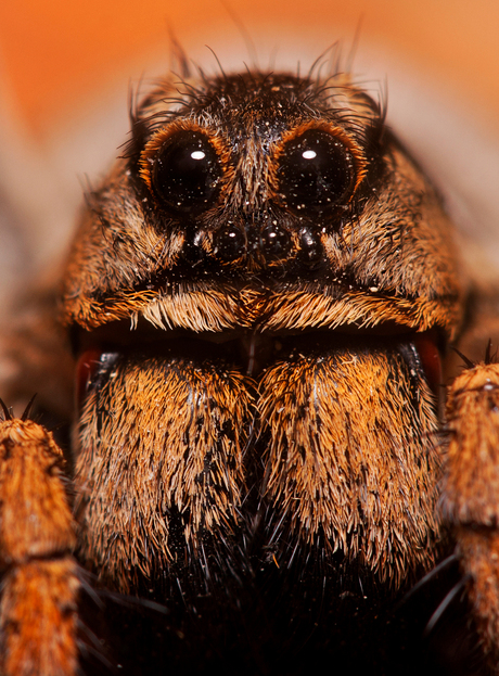 Lycosa tarantula