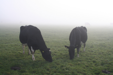 Cows in the mist