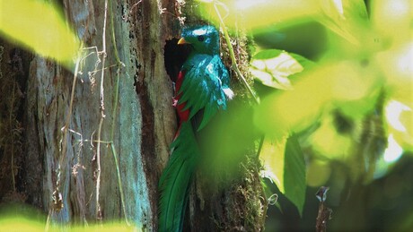 quetzal (Pharomachrus mocinno)
