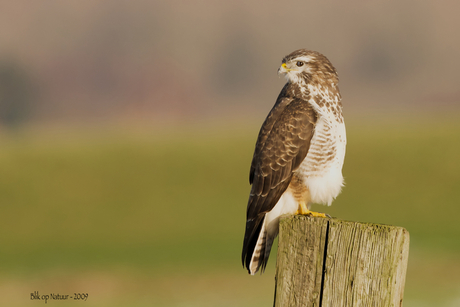 Buizerd