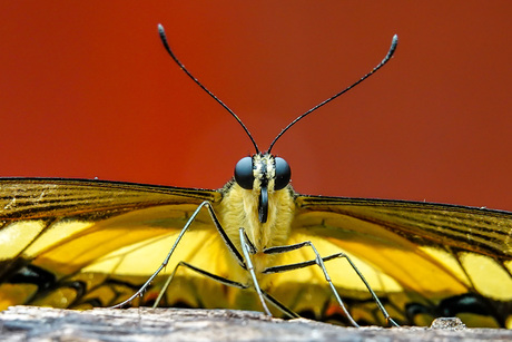 Vlinder in Close-Up