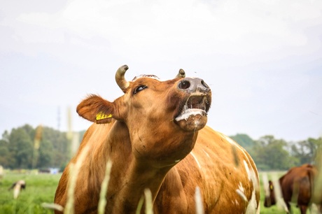 koe roept haar kalf..