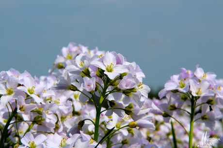 pinksterbloemen.jpg