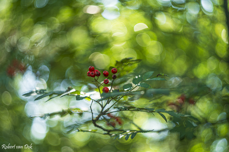 Bokeh