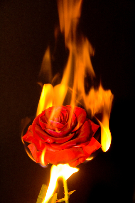 brandende roos