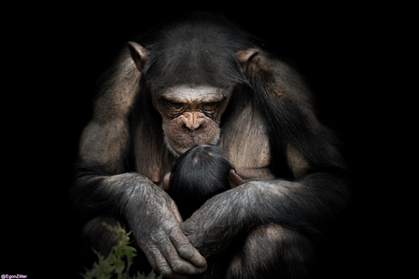 chimp moeder en kind