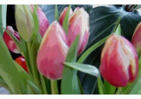 Tulpen