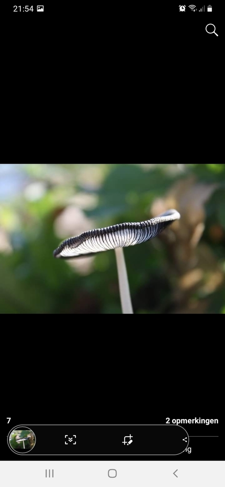 Paddestoel met bokeh