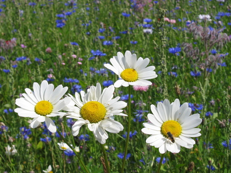 Wilde Margrieten