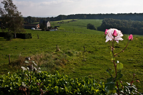Roos in de Ardennen