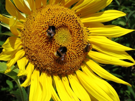 Zonnebloem met visite.