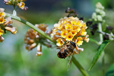 Bloemen