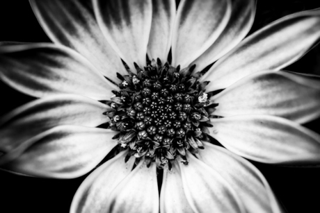 Black and White Daisy