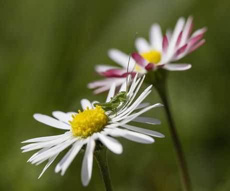 Ooit in de Appelzak 7