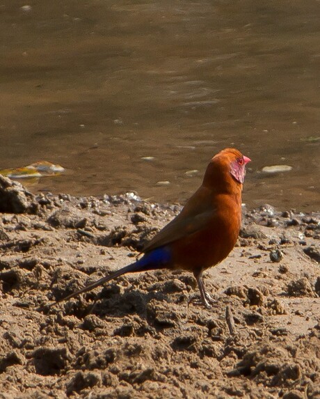 Violet eared waxbill Botswana