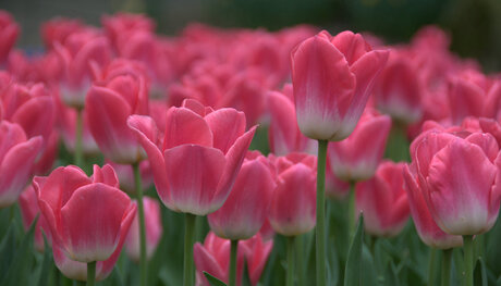 Keukenhof