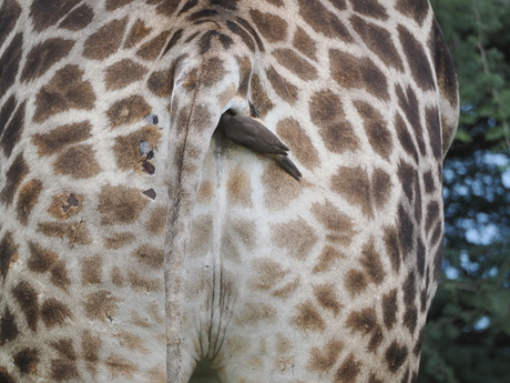 Geluk zit soms IIn een klein gaatje