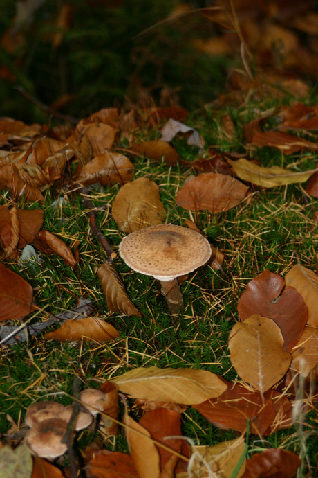 Rustige herfstplaat