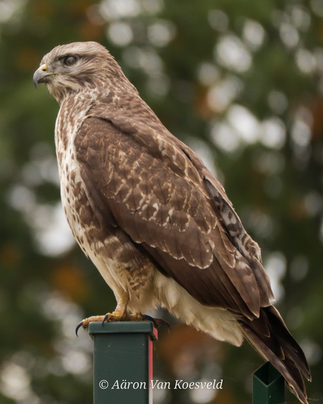 Roofvogel op een ijzeren paal 