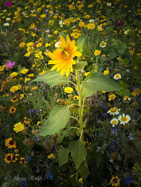 Bloem tussen de bloemen