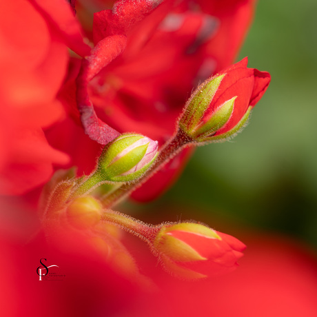 Geranium
