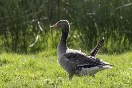 Grauwe Gans