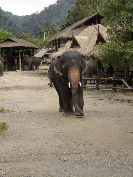 Maetamann elephant training camp
