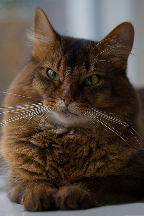 luieren op de vensterbank