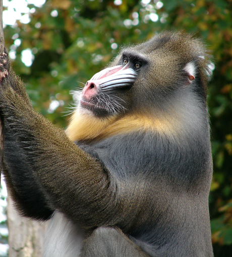 Mandrillus sphinx