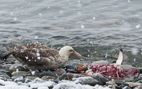 Houdt de natuur schoon