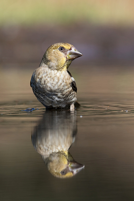 spiegeltje spiegeltje