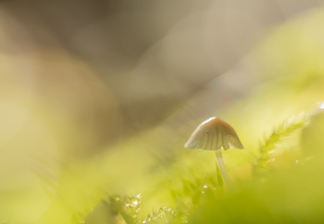 Verscholen in het mos