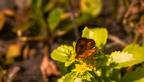 Oranje zandoogje pyronia tithonus