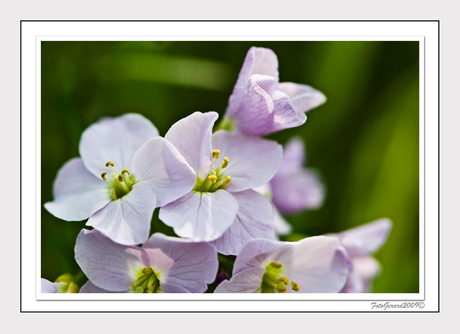 Cardamine Pratensis III