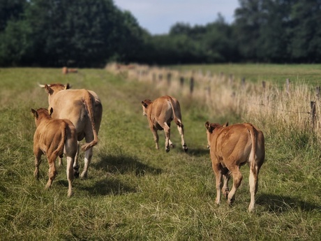 Op de loop voor de fotograaf