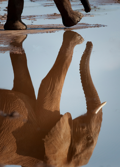 Olifant met spiegelbeeld
