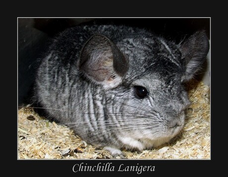 Chinchilla Lanigera