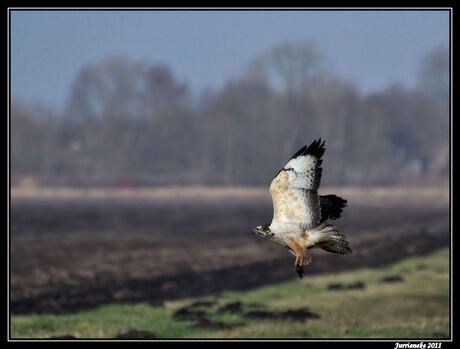 blonde buizerd met prooi in de vlucht