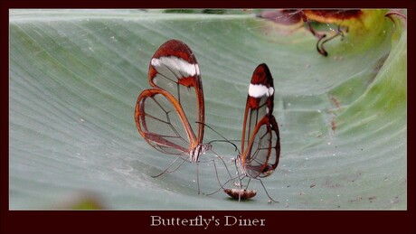 Butterfly's Diner