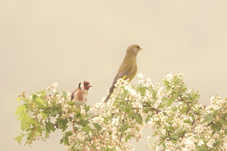Samen in de mist