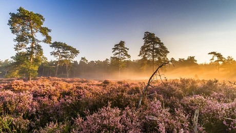 Heather Morning Colors