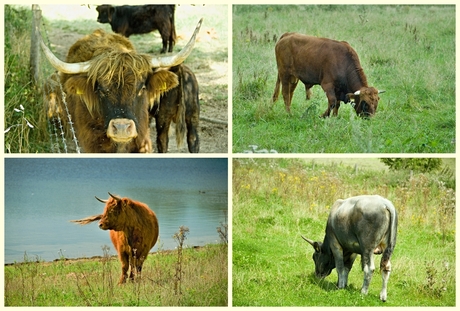 Een aantal variaties van de Taurosrunderen.