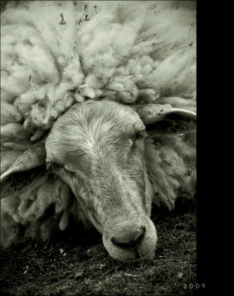 sleepy sheep